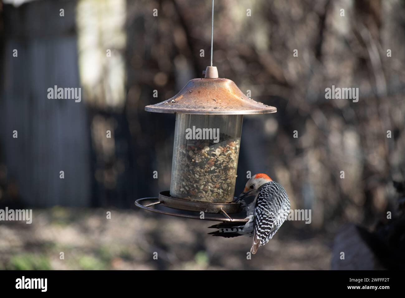 Picchio con il becco rosso, detto picchio di Zebra, che mangia in un alimentatore di uccelli Foto Stock