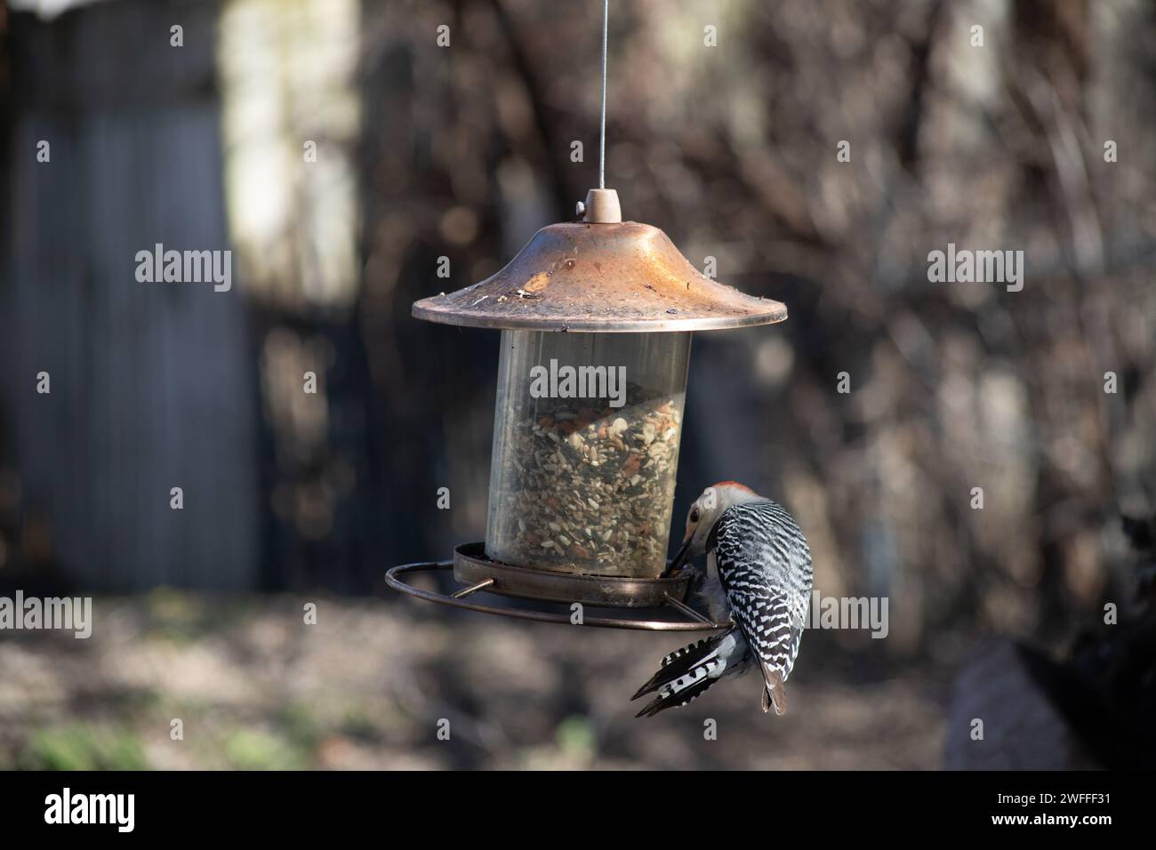 Picchio con il becco rosso, detto picchio di Zebra, che mangia in un alimentatore di uccelli Foto Stock