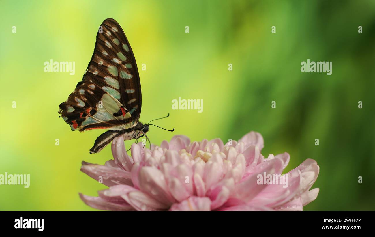 Butterfly Graphium Doson sono appollaiate su petali di crisantemo rosa con uno sfondo sfocato Foto Stock