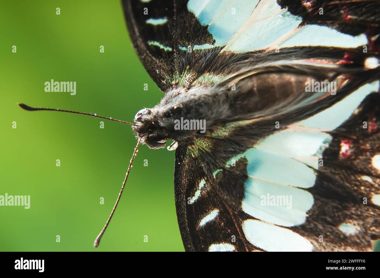Ritratto di un Doson Butterfly Graphium in una foto ravvicinata vista dall'alto con sfondo verde Foto Stock
