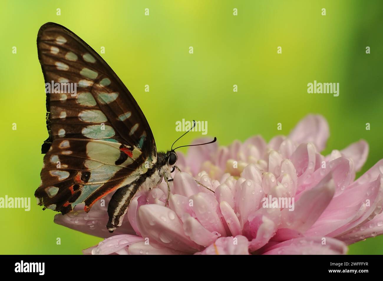 Butterfly Graphium Doson sono appollaiate su petali di crisantemo rosa con uno sfondo sfocato Foto Stock