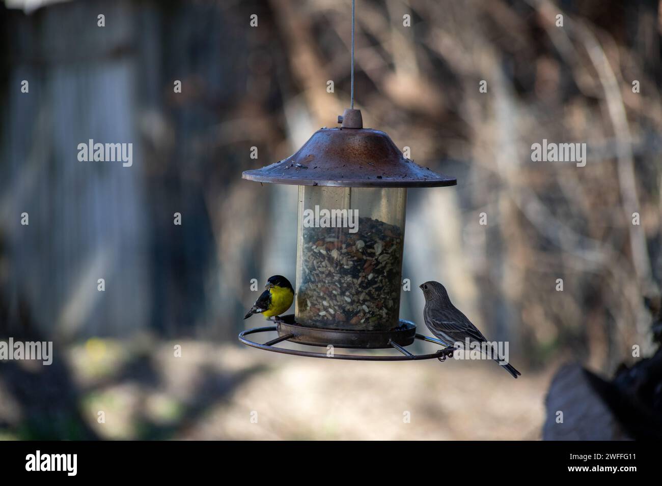 Due pinne che condividono un alimentatore di uccelli Foto Stock
