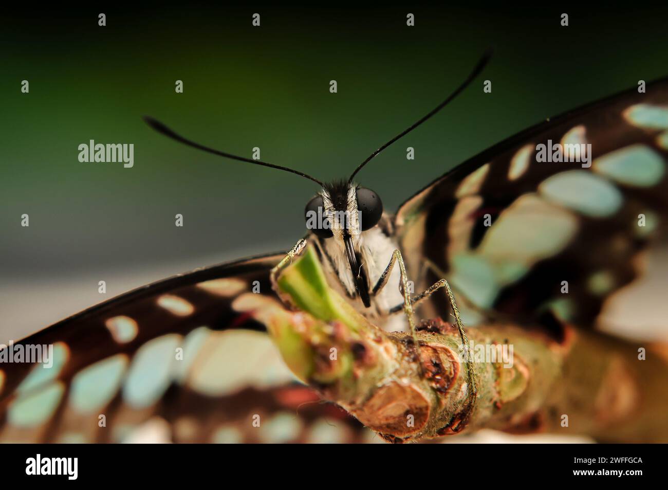 Ritratto di un Doson Butterfly Graphium in una foto ravvicinata vista dalla parte anteriore, angolo basso con sfondo sfocato Foto Stock