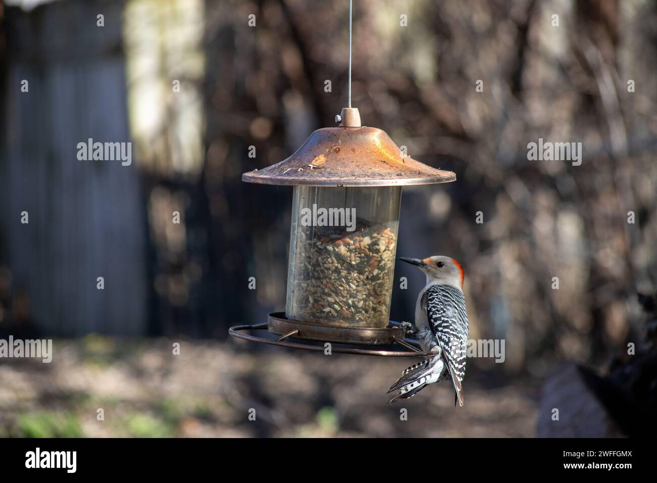 Picchio con il becco rosso, detto picchio di Zebra, che mangia in un alimentatore di uccelli Foto Stock