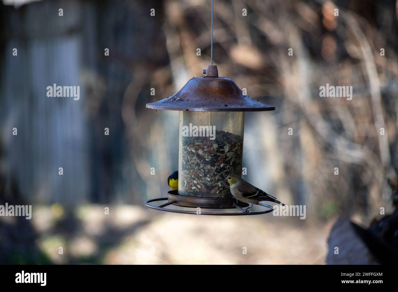 Due pinne che condividono un alimentatore di uccelli Foto Stock