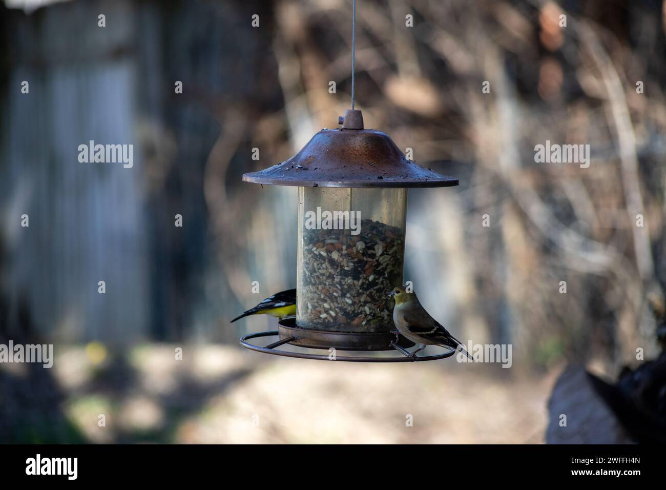 Due pinne che condividono un alimentatore di uccelli Foto Stock