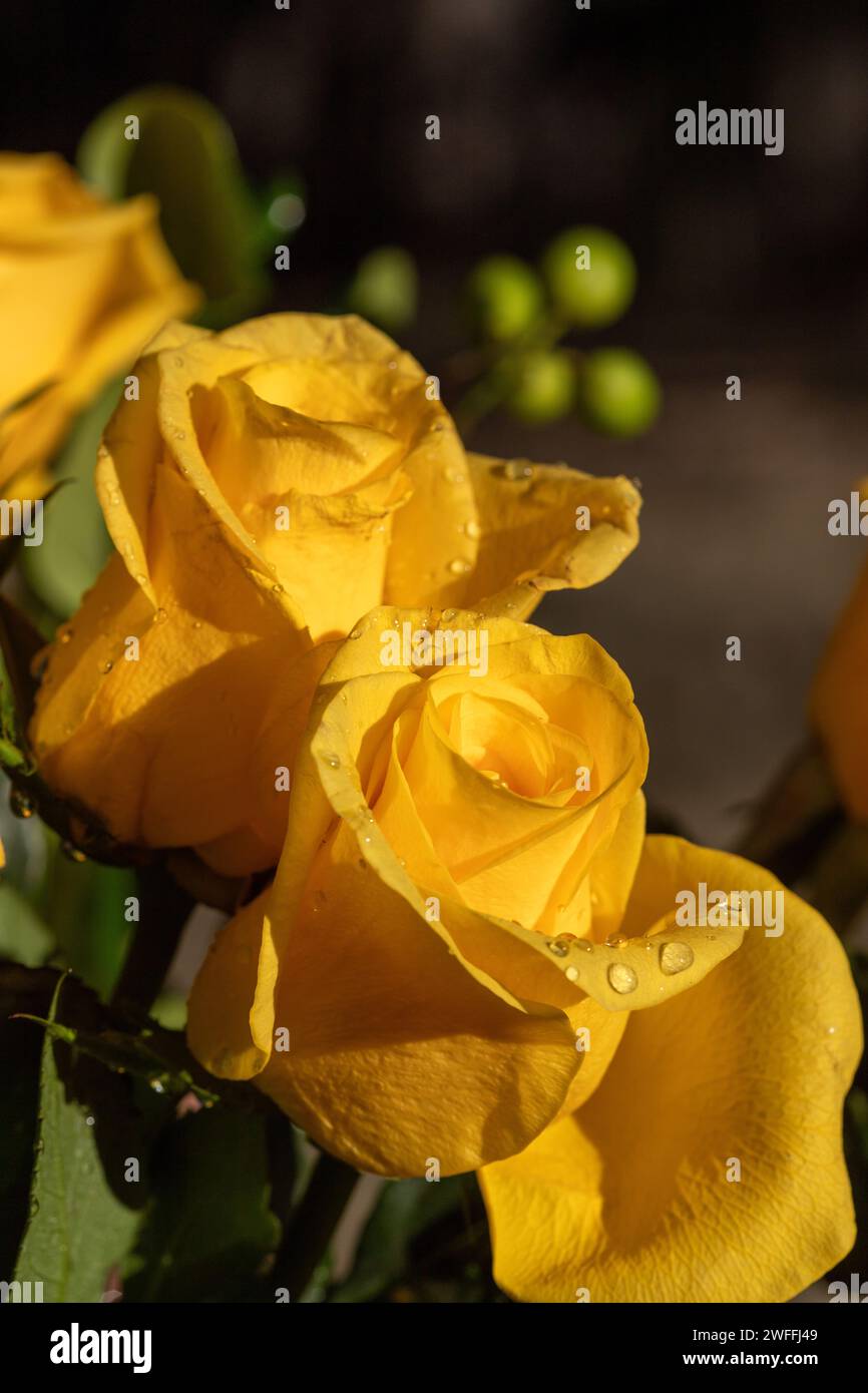 Rosa gialla con gocce d'acqua sui petali Foto Stock