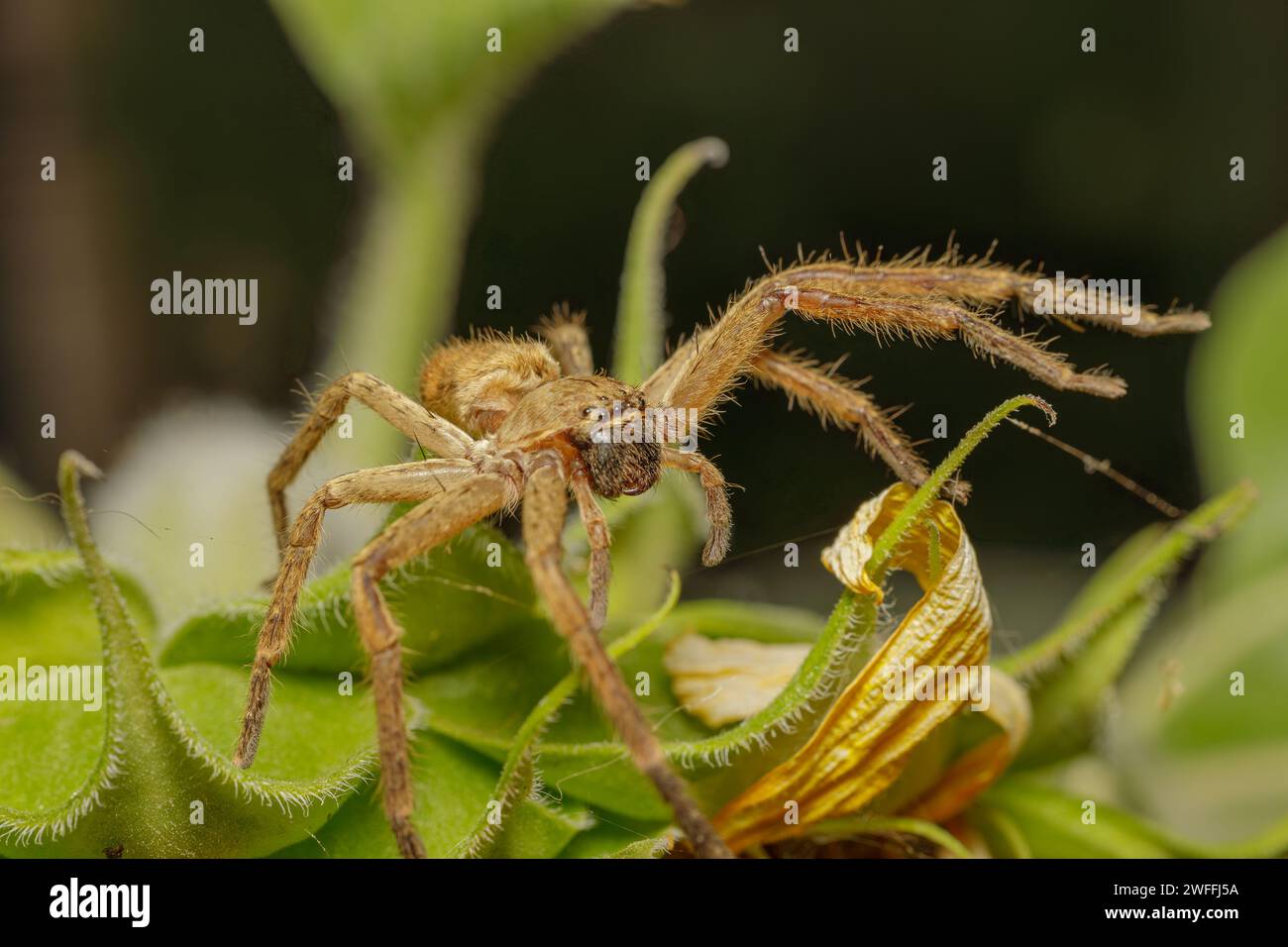 Vista frontale di un ragno da pesca (Ctenidae Ancylometes sp) su una foglia. Foto Stock