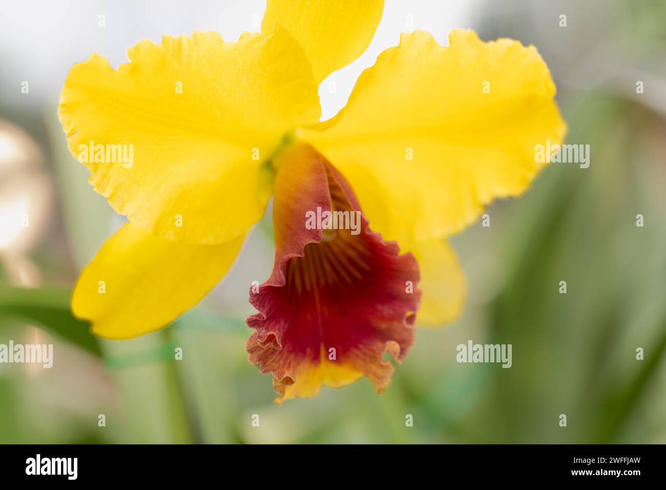 Arancione giallo e orchidea Bordeaux Foto Stock