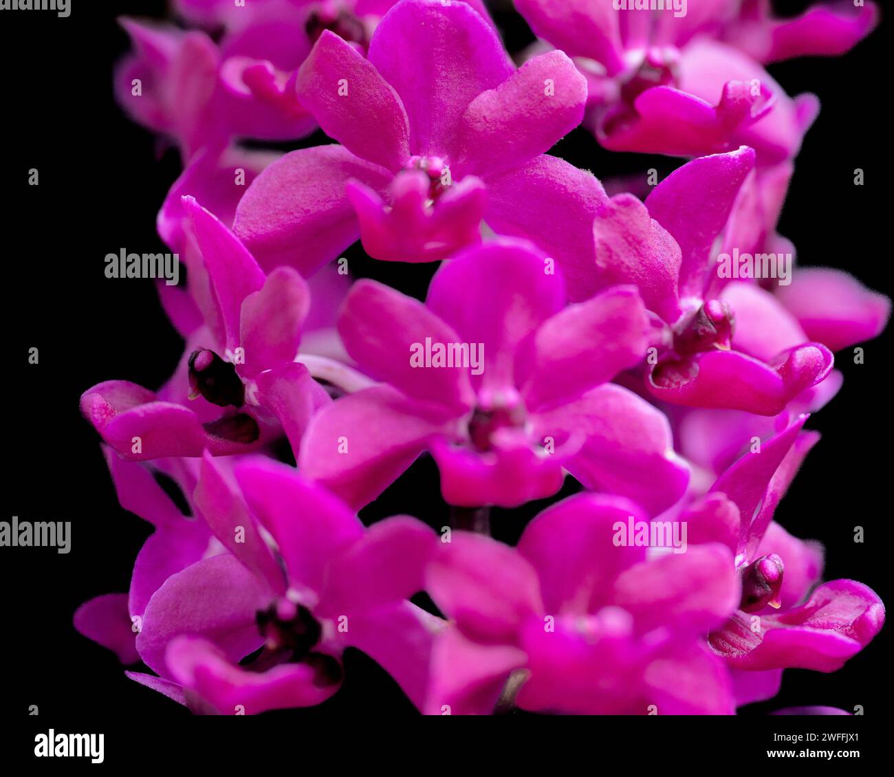 un bel filo di orchidee rosa in fiore Foto Stock