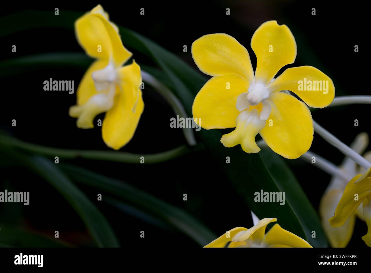 Primo piano delle Orchidee gialle e bianche Foto Stock