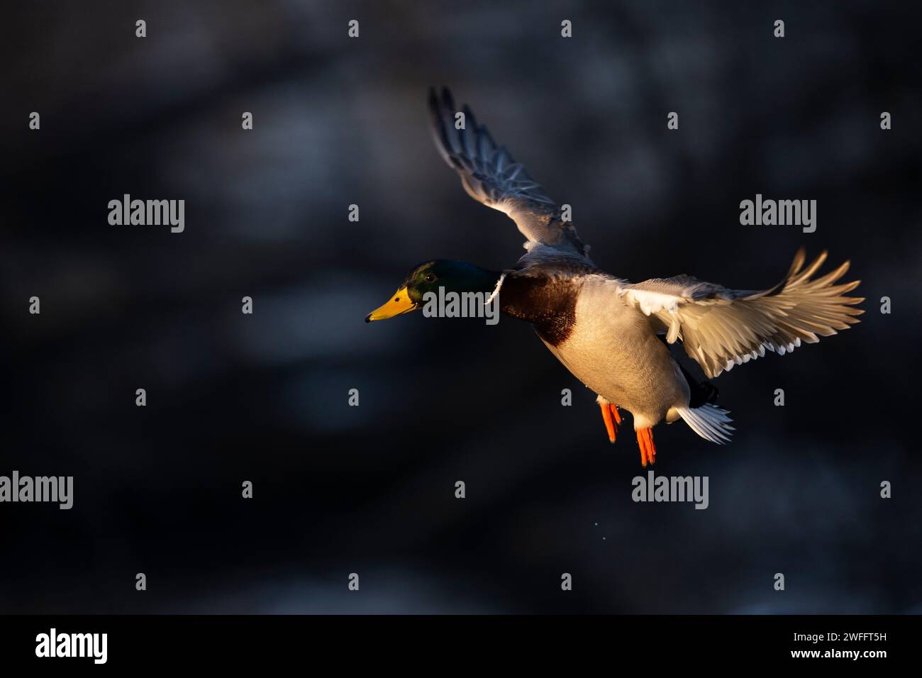 Mallard Ducks in legno allagato in una giornata invernale Foto Stock