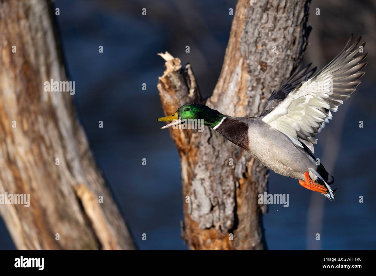 Mallard Ducks in legno allagato in una giornata invernale Foto Stock