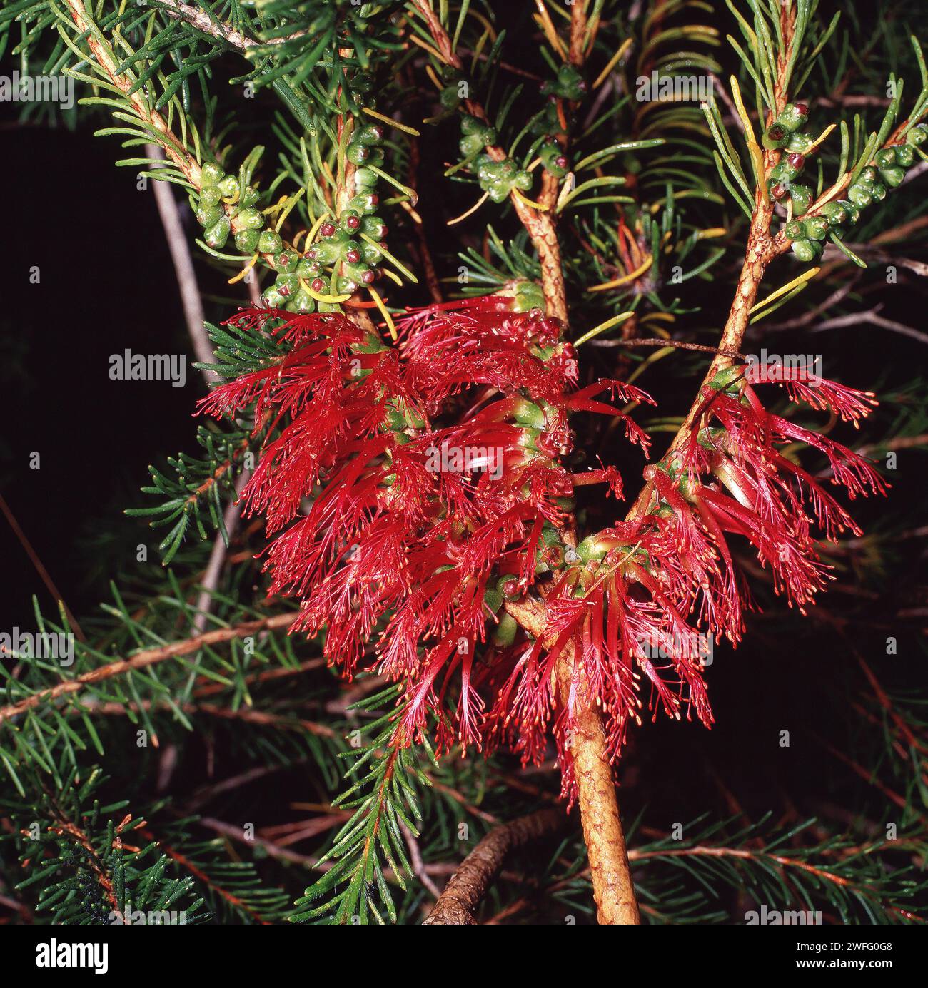 RED FLOWERING CALOTHAMNUS QUADRIFIDUS COMUNEMENTE NOTO COME BOTTLEBRUSH UNILATERALE O COMUNE CESPUGLIO NETTO, UN ARBUSTO ORIGINARIO DELL'AUSTRALIA. Foto Stock