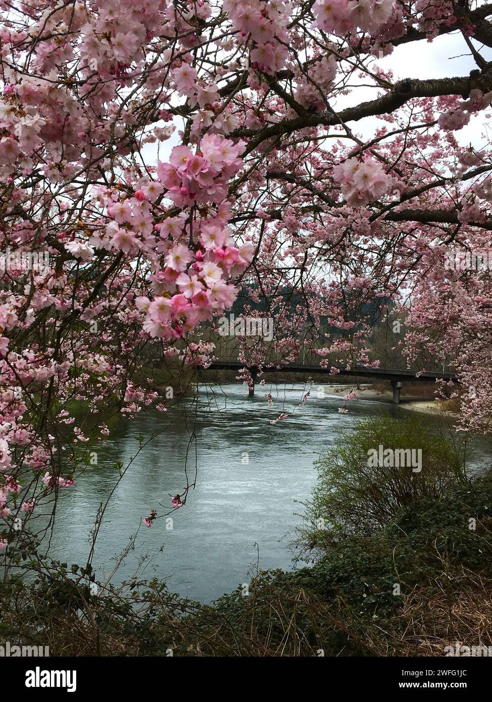 Vista dei ciliegi giapponesi in fiore dalla riva del fiume Snoqualmie. Foto Stock