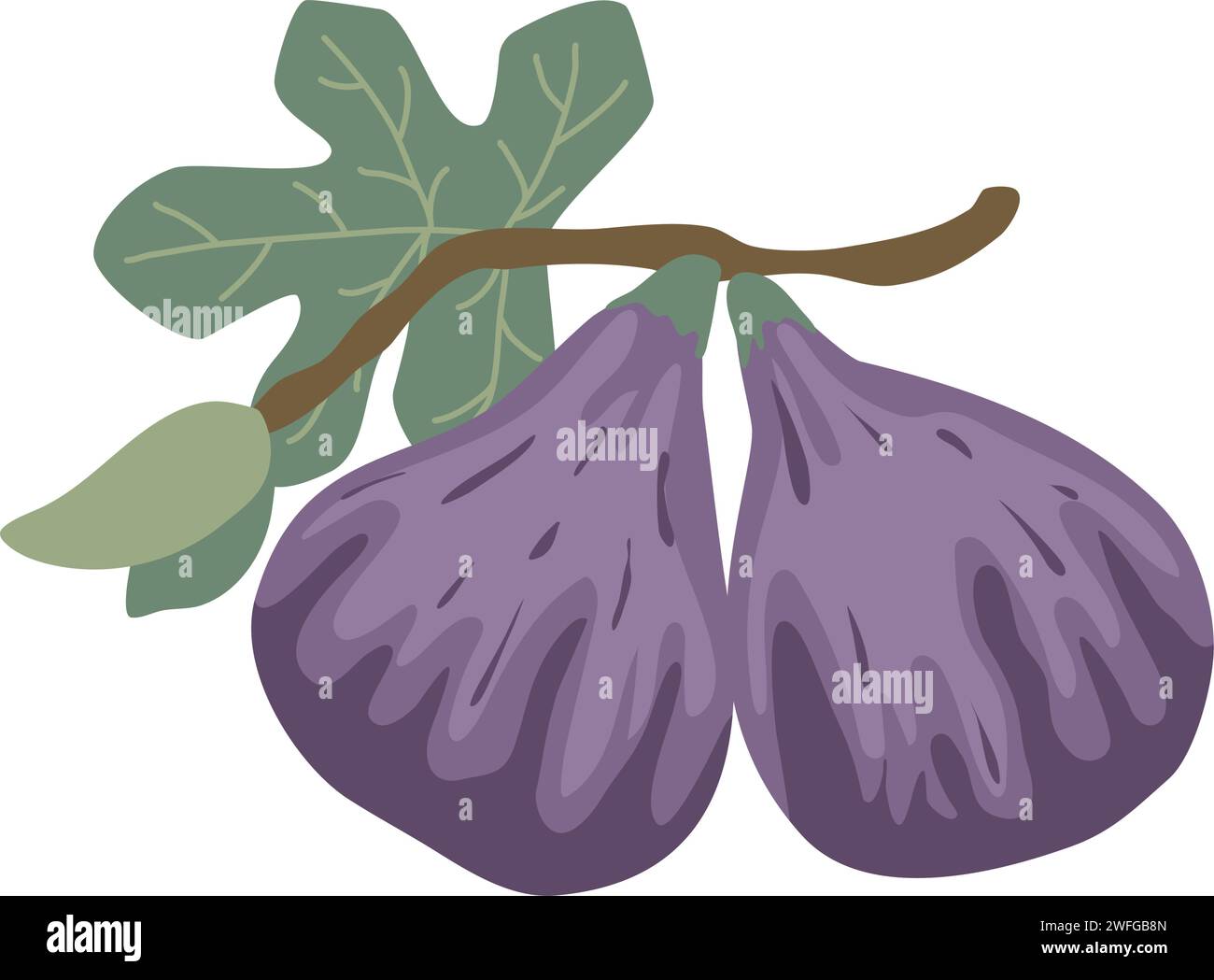 Fichi maturi disegnati a mano sulla clip art del ramo. Frutta di fico maturo viola che cresce su ramo con foglie, illustrazione vettoriale isolata. Cibo biologico sano Illustrazione Vettoriale