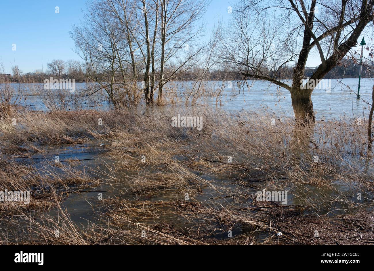 Inondazioni del Reno nei prati del Reno di Colonia Foto Stock