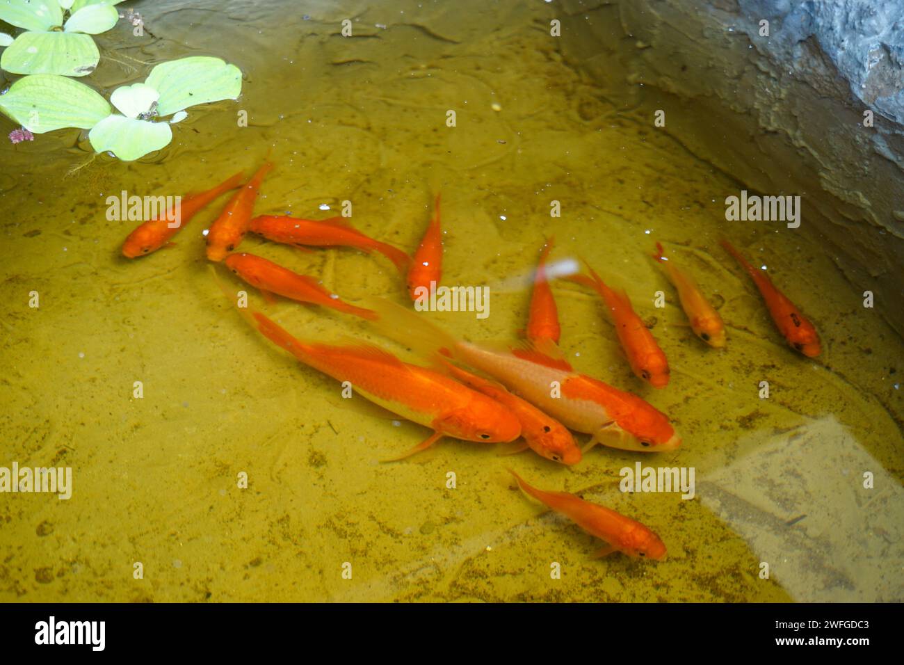 Foto di scorta di pesci e di alcune attrezzature per acquari Foto Stock