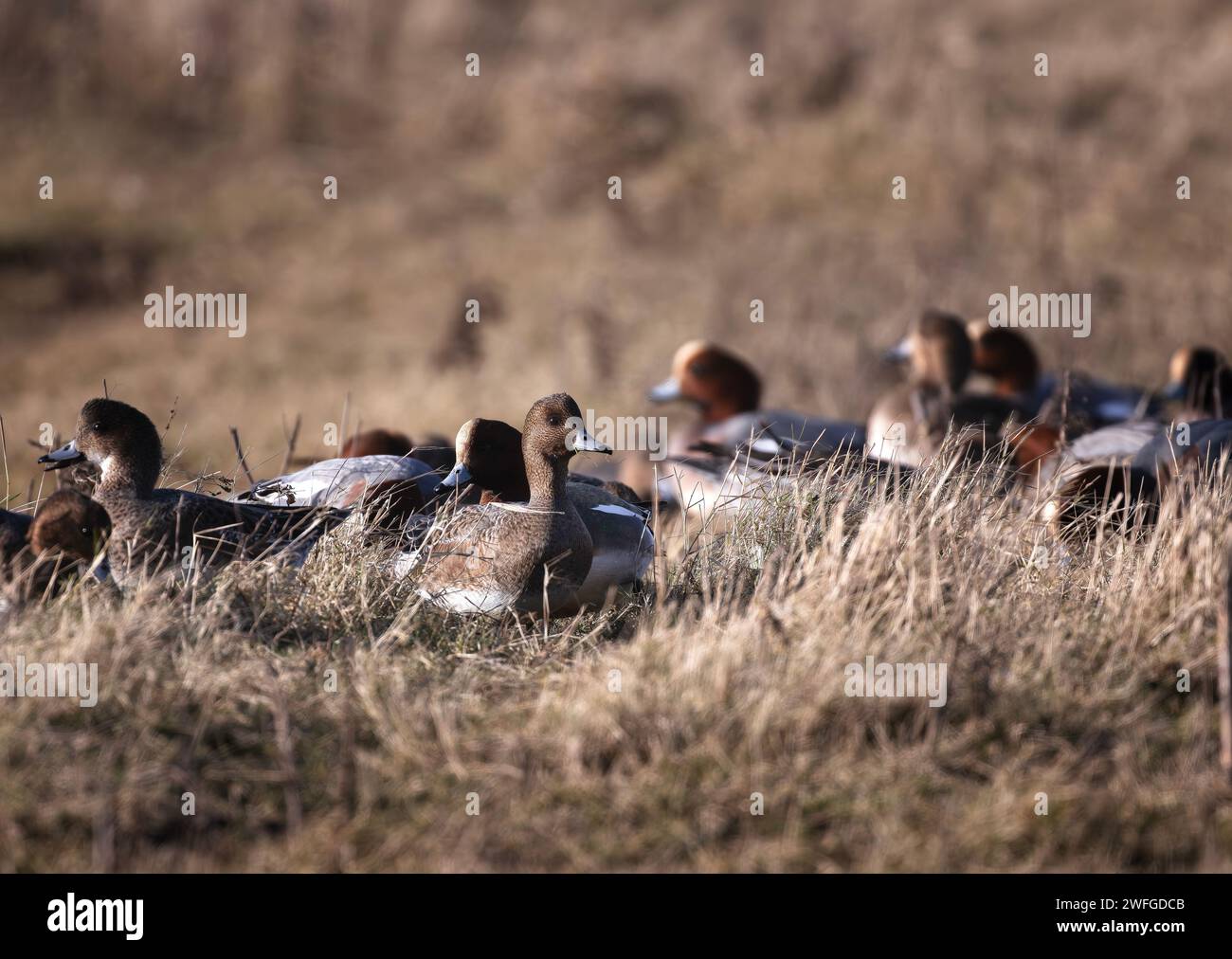 Un gruppo di Wigeon Anas penelope si aggira sulle zone umide della RSPB Frampton Marsh, Lincolnshire, Regno Unito Foto Stock