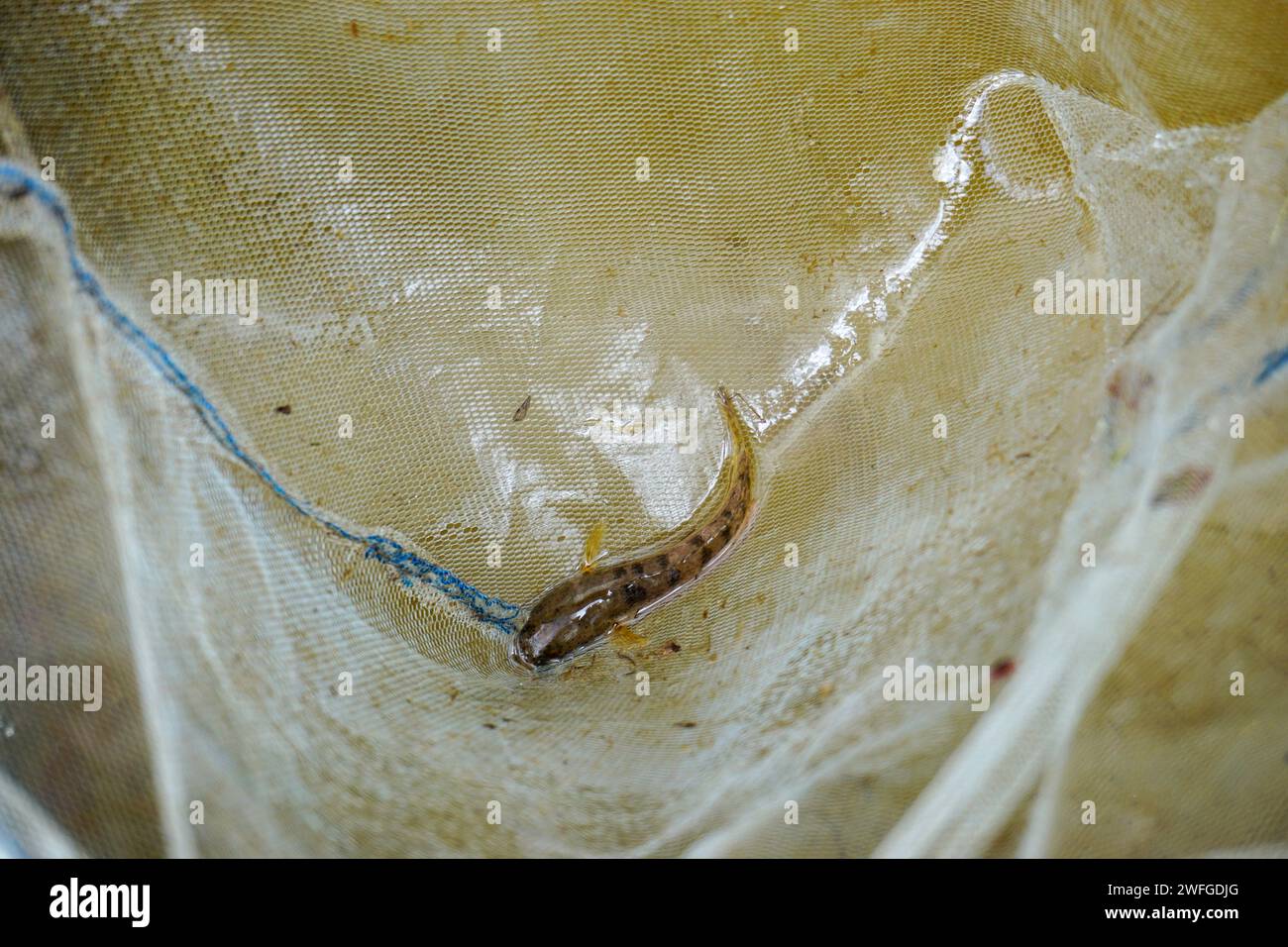 Foto di scorta di pesci e di alcune attrezzature per acquari Foto Stock