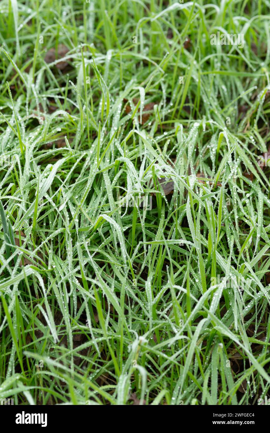 Dew Grass Green Park Foto Stock