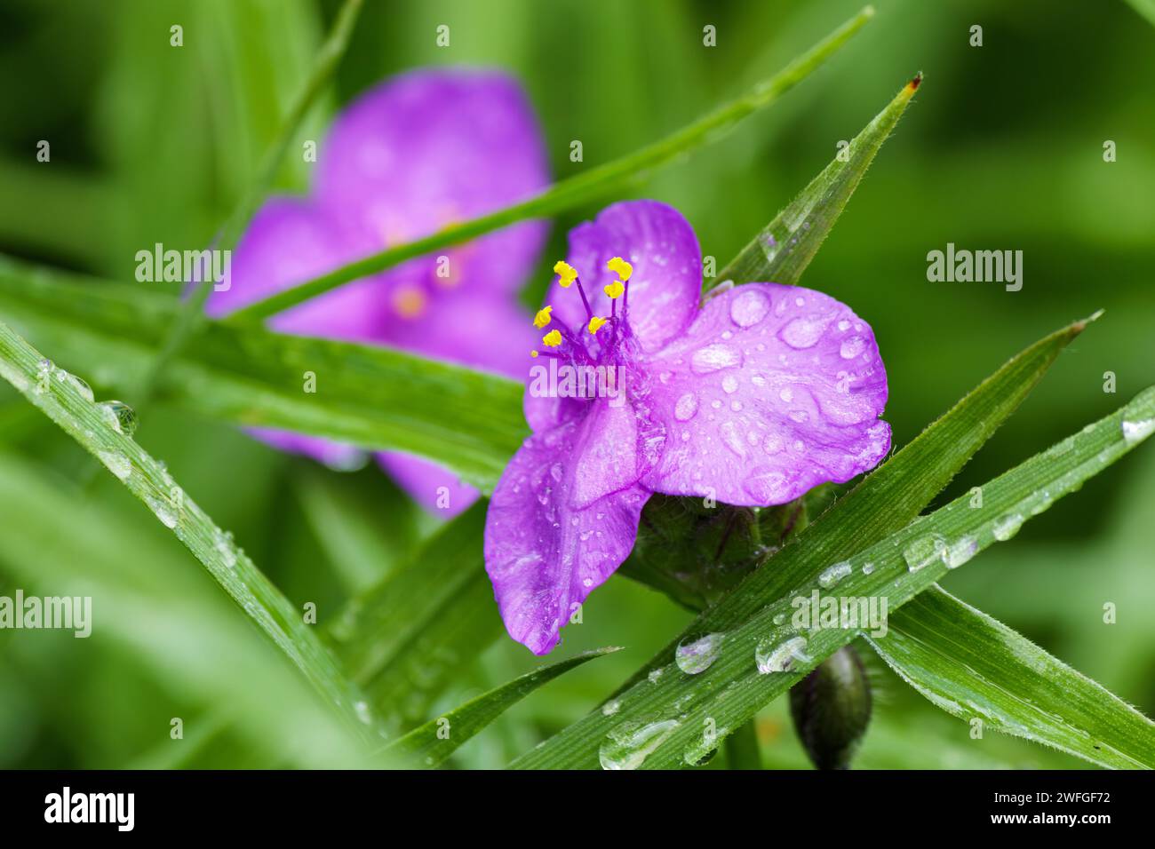Verme viola, Tradescantia virginiana da vicino. Sfondo sfocato. Foto Stock