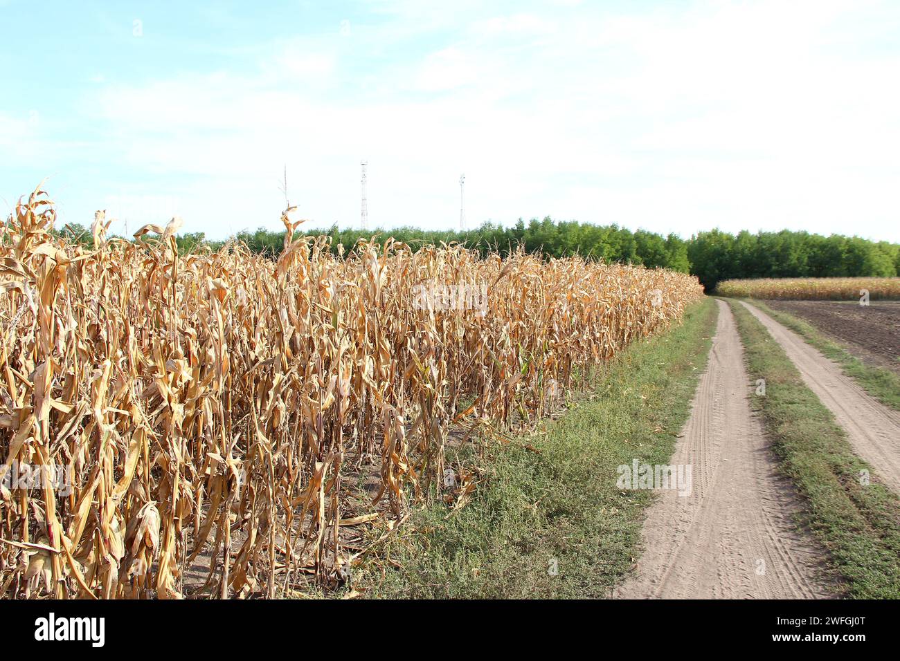 Strada di campagna vicino a un campo di mais secco e torri di telecomunicazione sullo sfondo Foto Stock