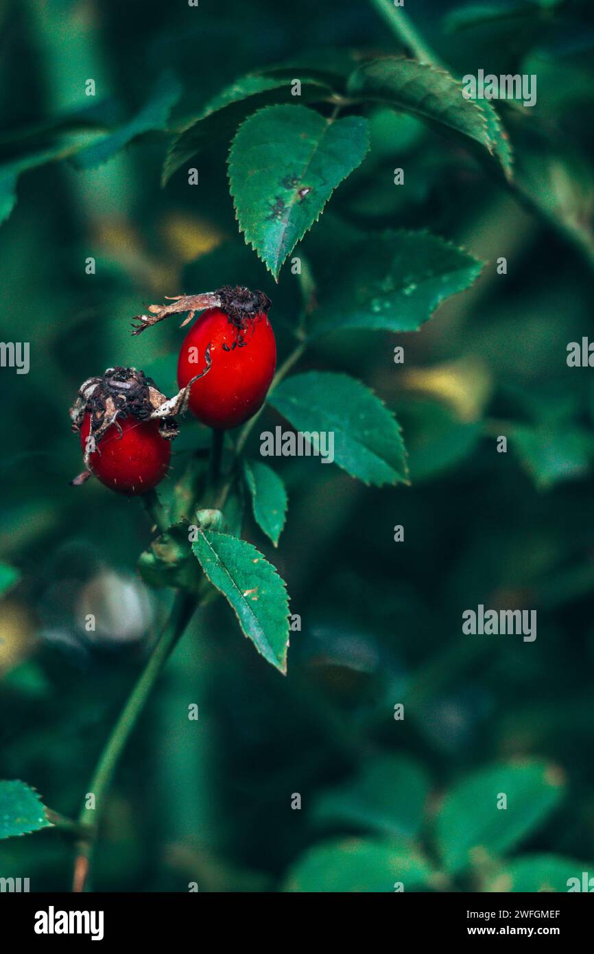 Rosa rossa fianchi su un ramo di cespuglio su sfondo sfocato naturale Foto Stock