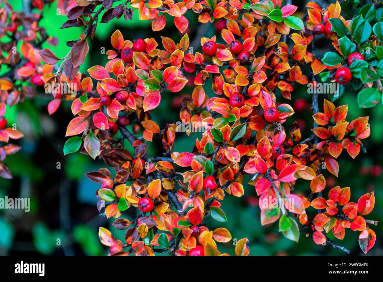 Foglie gialle e bacche rosse di Cotoneaster orizzontalis sui rami di un cespuglio Foto Stock
