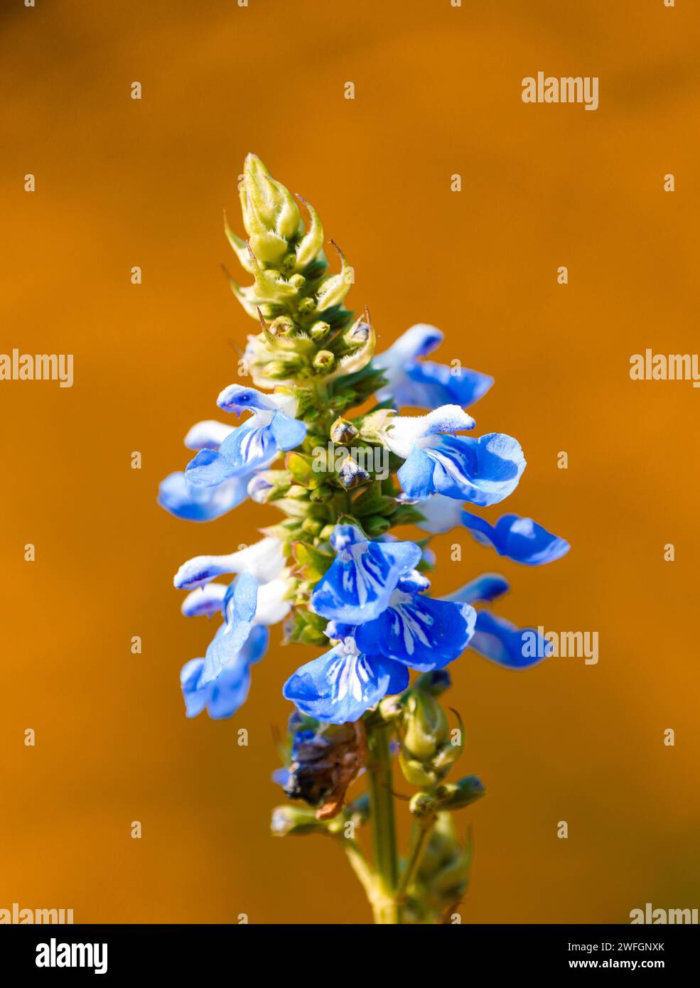 Fiore di salvia blu. Primo piano di un impianto di fioritura. Salvia officinalis. Foto Stock