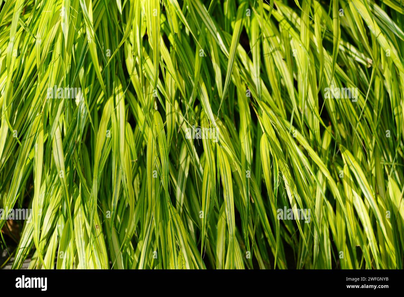 Canne verdi. Sfondo naturale. Primo piano dell'impianto. Foto Stock
