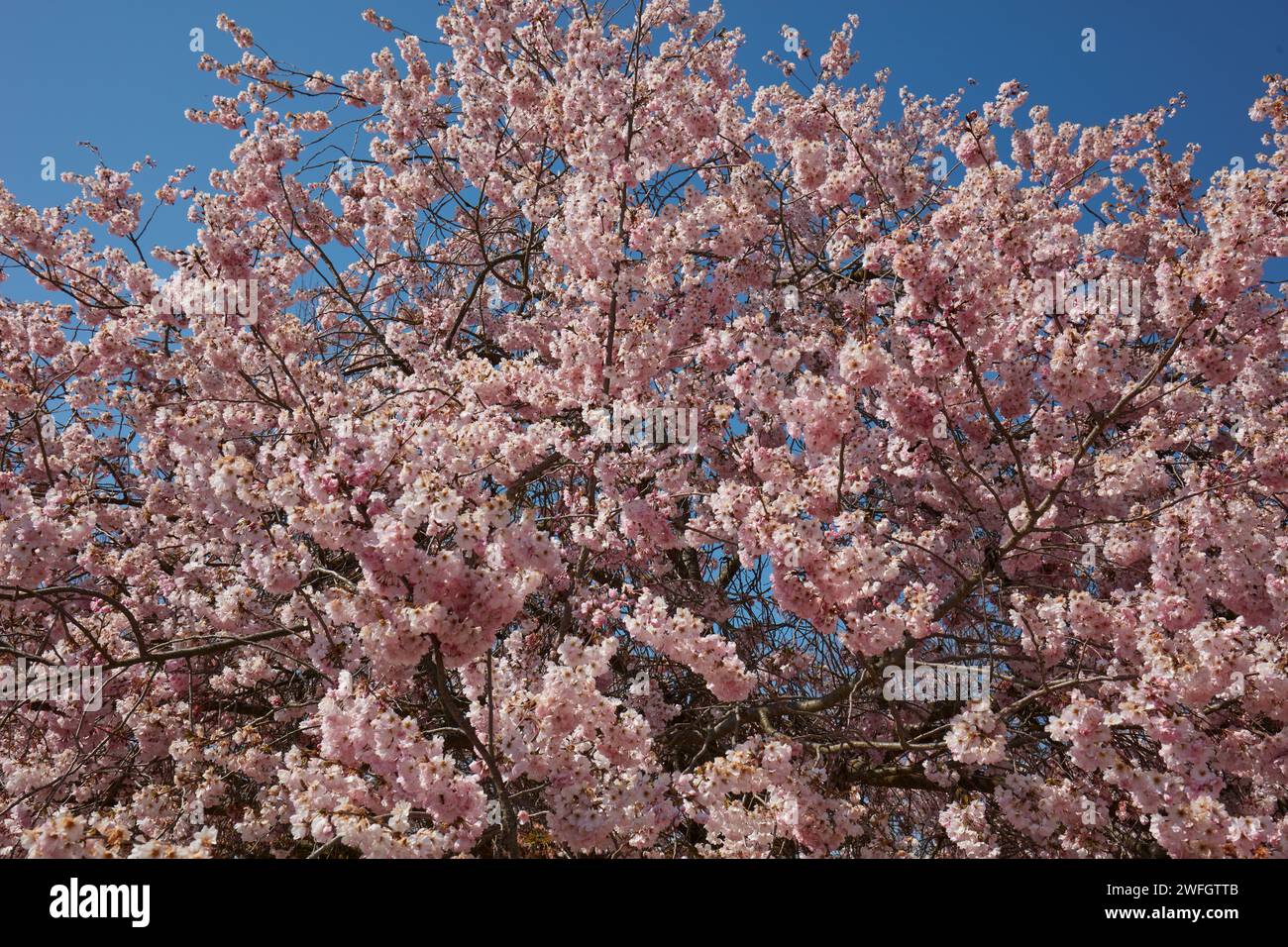 Fronde in fiore di ciliegio, rami con fiori rosa in un soleggiato giorno primaverile, cielo blu Foto Stock