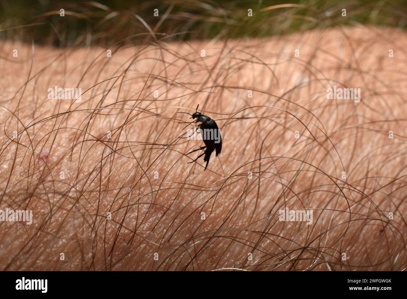 Un piccolo scarabeo scuro si impigliò nei capelli della mano di una persona. Foto Stock