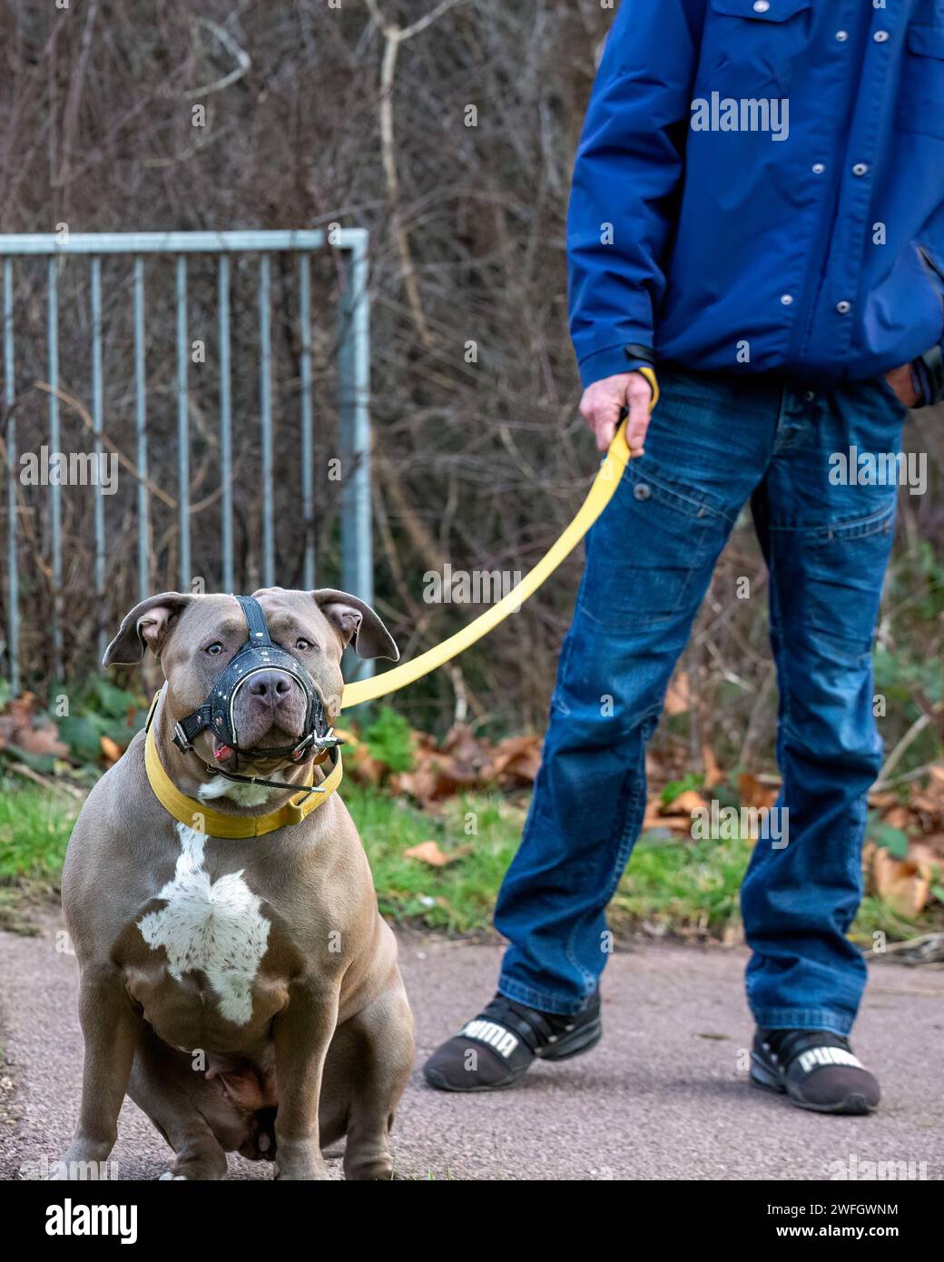 Milton Keynes, Regno Unito, 31 gennaio 2024. Bonnie, la XL di due anni, va a fare una passeggiata indossando una museruola per rispettare la nuova legislazione. Crediti: Sue Thatcher/Alamy Live News Foto Stock