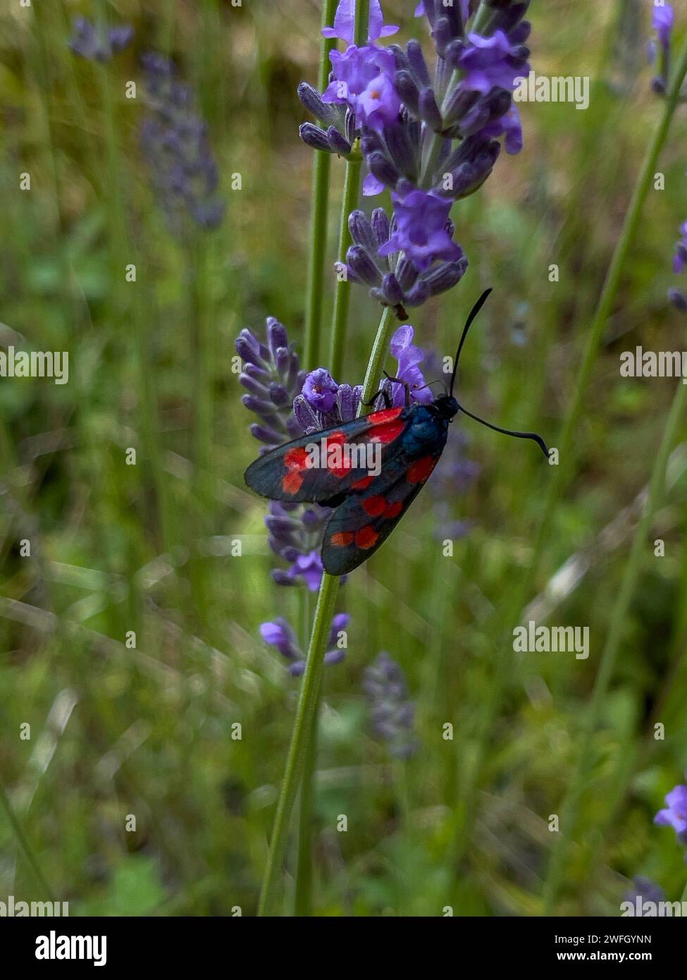 Un Burnet a sei punti (Zygene filipendulae) su una pianta di lavanda Foto Stock