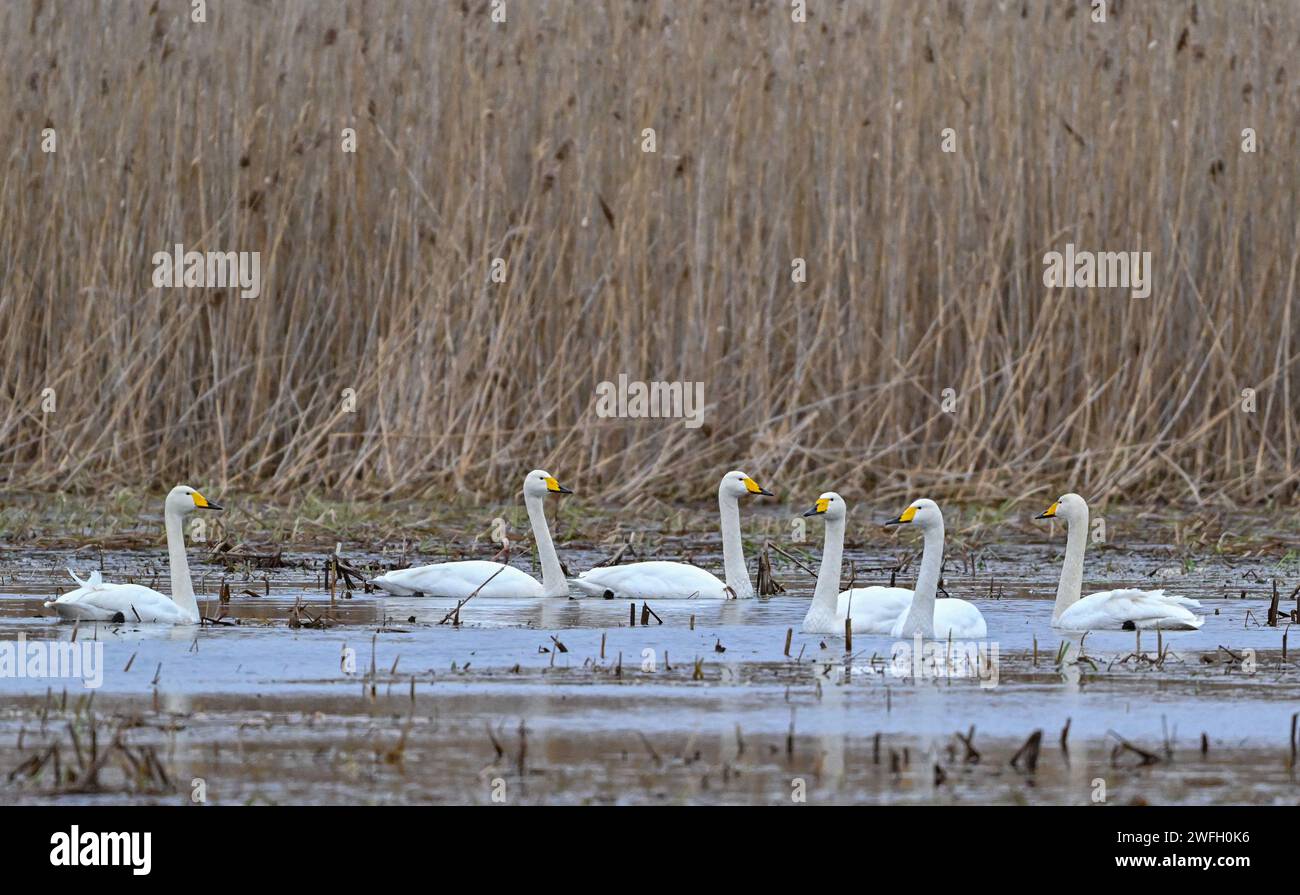 31 gennaio 2024, Brandeburgo, Schwedt/Oder: I cigni Whooper (cygnus cygnus), chiaramente riconoscibili dai loro becchi gialli, possono essere visti sui prati allagati di polder nel Lower Oder Valley National Park. Quest'inverno, i tradizionali Whooper Swan Days si svolgeranno ancora una volta nel Lower Oder Valley National Park. Dal 2 febbraio, il parco nazionale ospiterà la 15a edizione di questo spettacolo naturale. Durante il fine settimana ci sarà un programma variegato per grandi e piccini. Oltre alle lezioni, ci saranno escursioni regolari nel parco nazionale per sperimentare i cigni di whooper nei loro n Foto Stock