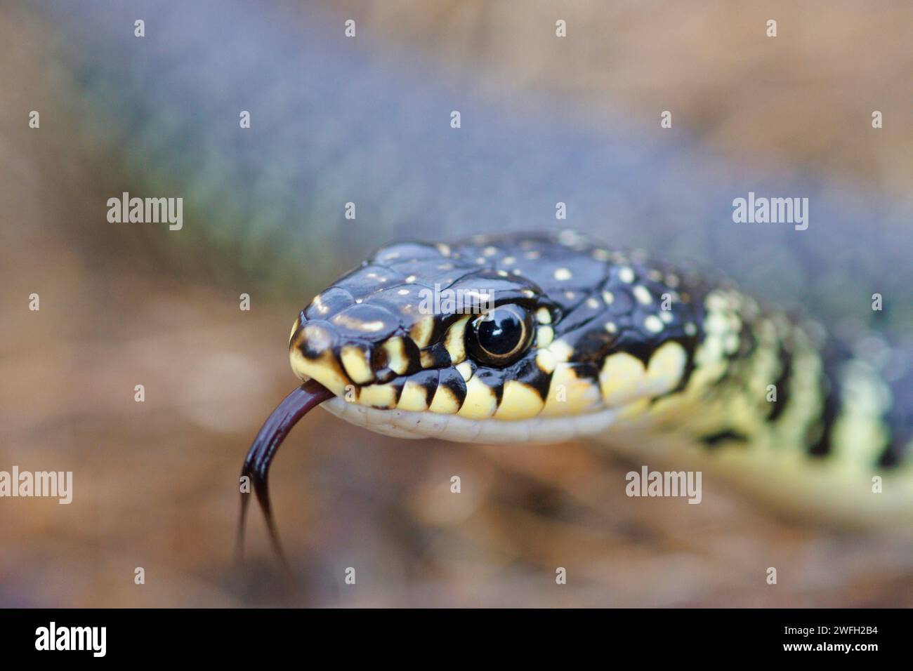 Serpente a frusta europeo, serpente a frusta europeo occidentale, serpente a frusta verde scuro (Coluber viridiflavus, Hierophis viridiflavus), ritratto, scatto della lingua, Foto Stock