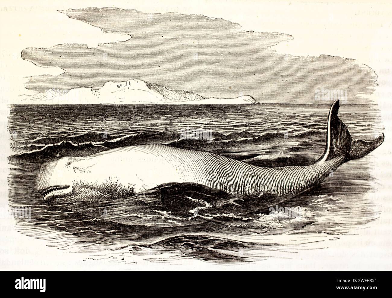 Balena di Beluga (Delphinapterus leucas) che nuota vicino alla superficie nelle acque artiche con lontane scogliere ghiacciate. Illustrazione incisa da Brehm, 1878. Foto Stock