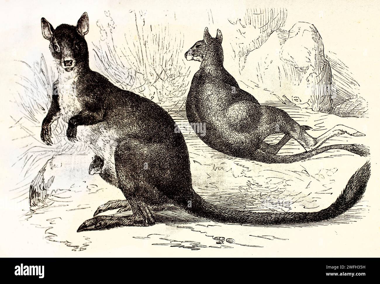 Wallaby di roccia dalla coda a pennello (Petrogale penicillata), uno a riposo e un avviso con joey in astuccio. Illustrazione incisa dall'edizione 1878 di Brehm. Foto Stock