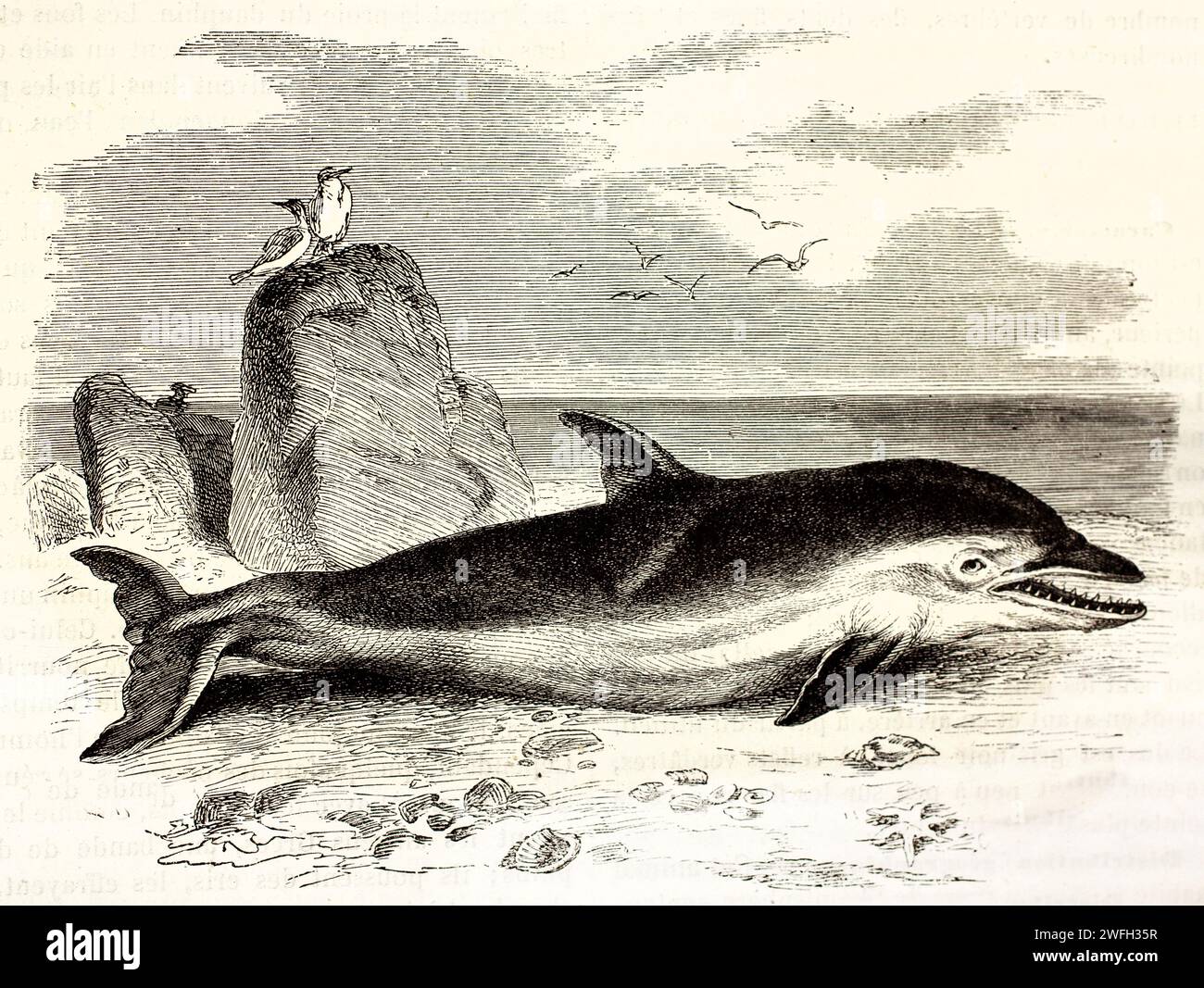 Delfino comune (Delphinus delphis) arenato sulla riva con bocca aperta e denti visibili, osservato dai gabbiani. Illustrazione incisa da Brehm, 1878. Foto Stock