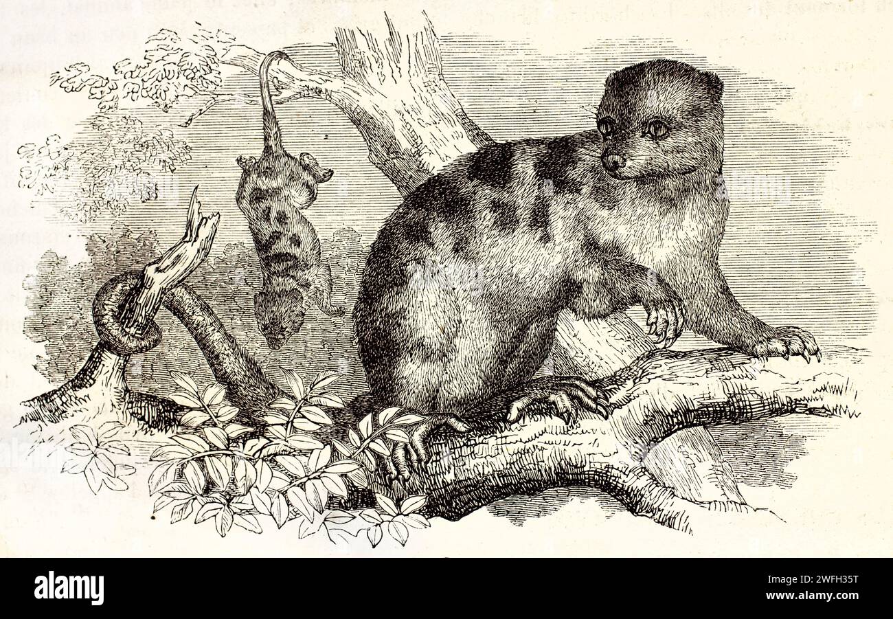 Cuspide comuni (Spilocuscus maculatus), un allarme su un ramo e uno appeso a testa in giù. Illustrazione incisa dall'edizione 1878 di Brehm. Foto Stock