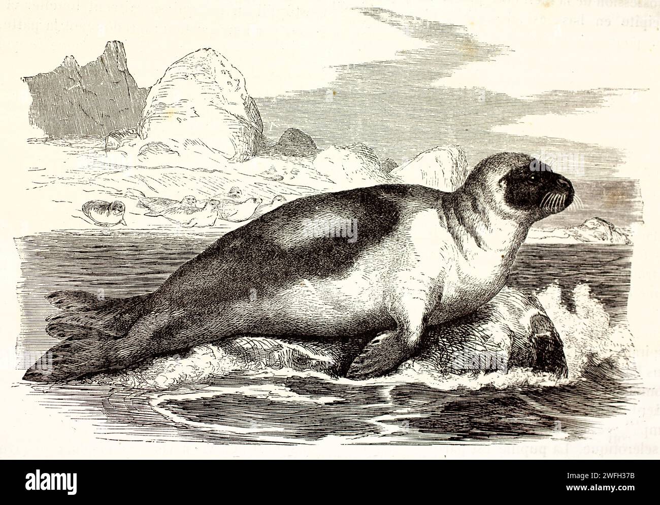 Foca arpa (Pagophilus groenlandicus) appoggiata su una roccia costiera, con altre sullo sfondo. Illustrazione incisa da Les Mammifères di Brehm, 1878 Foto Stock