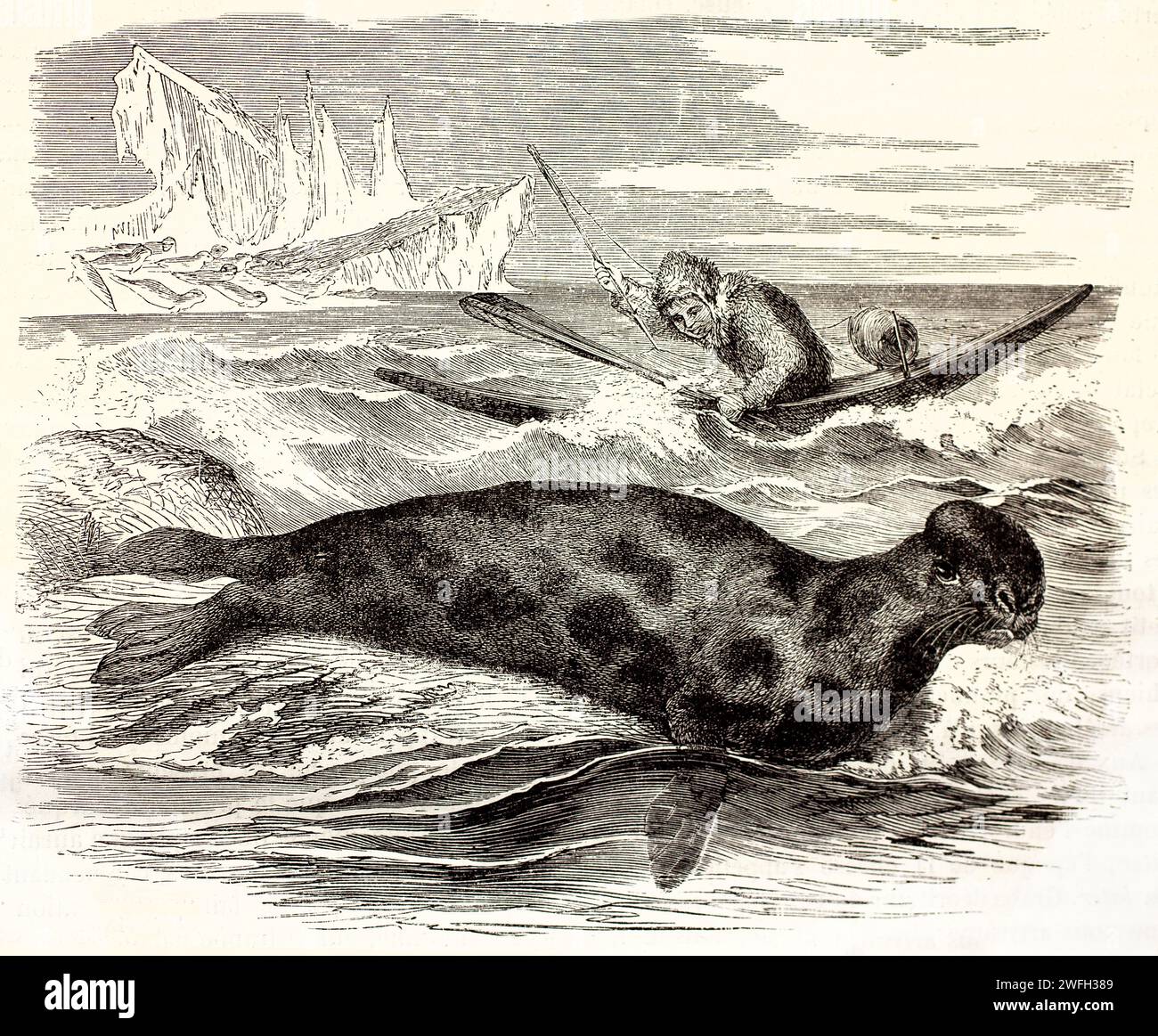 Foca con cappuccio (Cystophora cristata) adagiata sulla roccia costiera, ignara di un cacciatore che si avvicina con una lancia. Iceberg e altri sigilli sullo sfondo. 1878 Foto Stock