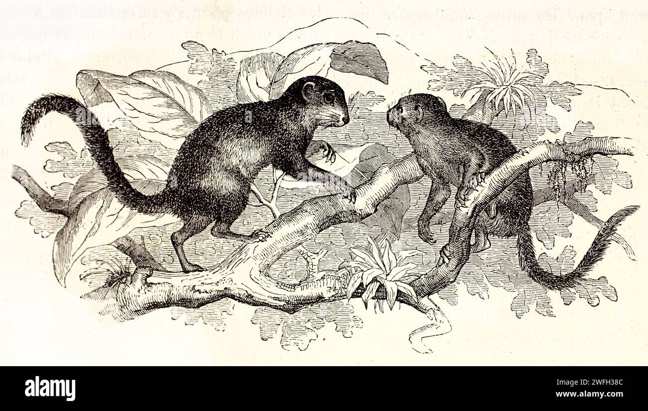 Scoiattoli pigmei (Exilisciurus exilis) rivolti uno di fronte all'altro su un ramo a foglia stretta, con un fogliame leggero sullo sfondo. illustrazione da 1878 Foto Stock