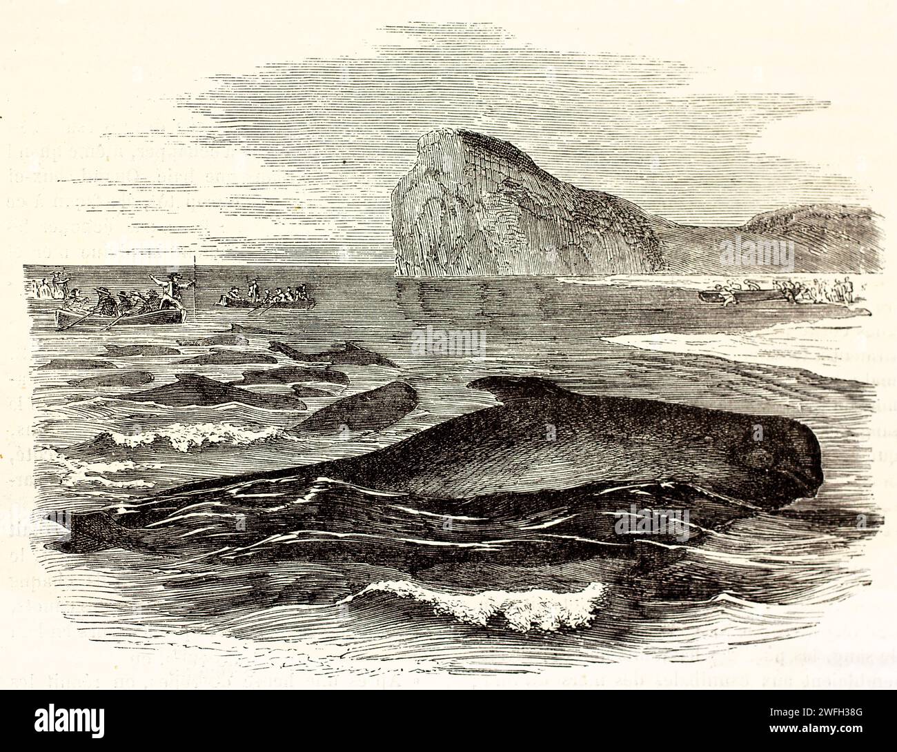 Balene pilota a pinna lunga (Globicephala melas) che nuotano in gruppo verso terra, con barche a vela sullo sfondo. Illustrazione incisa del 1878. Foto Stock