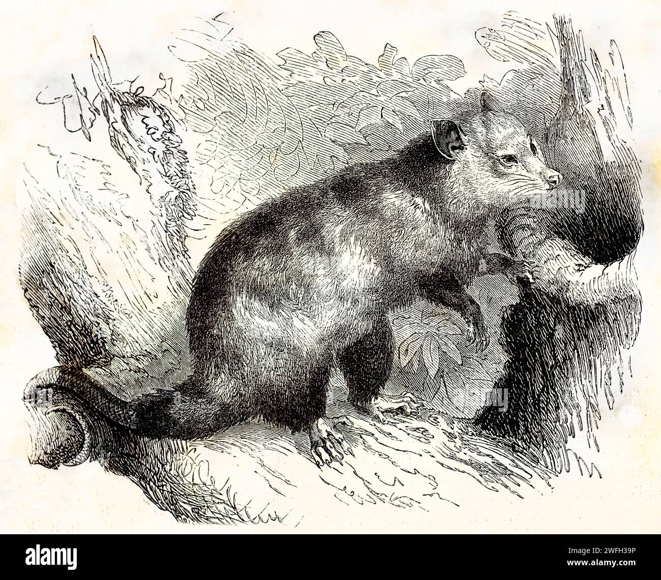Virginia opossum (Didelphis virginiana) afferrando un ramo con la coda e gli arti in una fitta vegetazione. Illustrazione zoologica incisa, pubblicato nel 1878. Foto Stock