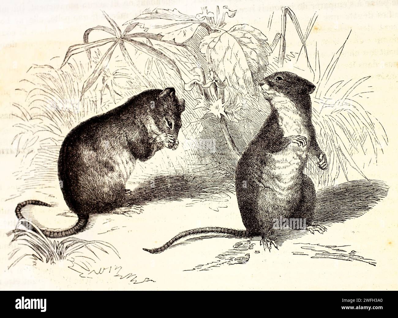 Due topi in legno in piedi sulle gambe posteriori in un ambiente naturale, uno graffiato sul viso. Illustrazione zoologica incisa, pubblicata nel 1878. Foto Stock