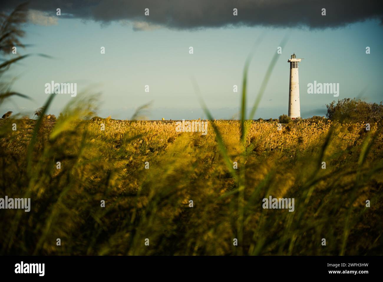Un alto faro sorge in mezzo a un campo di erba Foto Stock