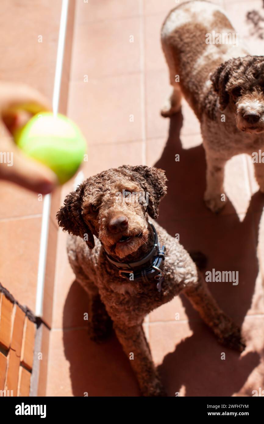 lagotto romagnolo cani che guardano la palla Foto Stock