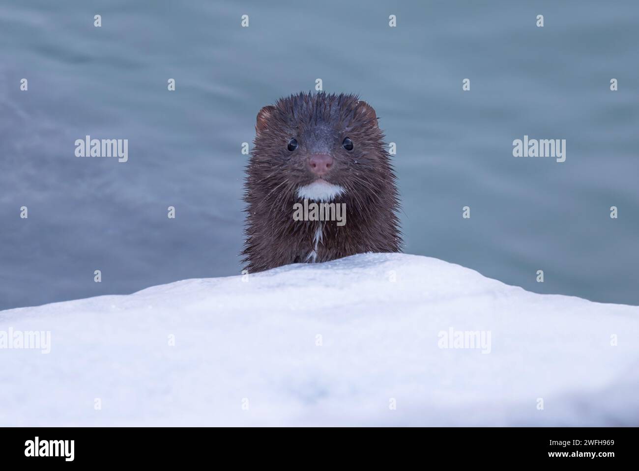 Un visone che esce dalle fredde acque del lago dell'Ontario, Canada Foto Stock